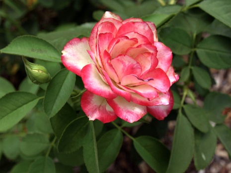 Mostly Pink Cherry Parfait Rose  Mostly Pink Cherry Parfait Rose